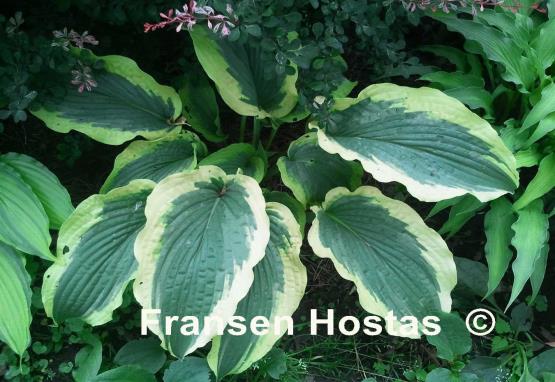 Hosta Cape Cod